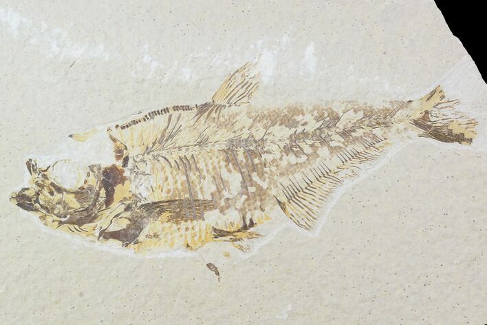 Bargain, Diplomystus Fossil Fish - Wyoming #100599
